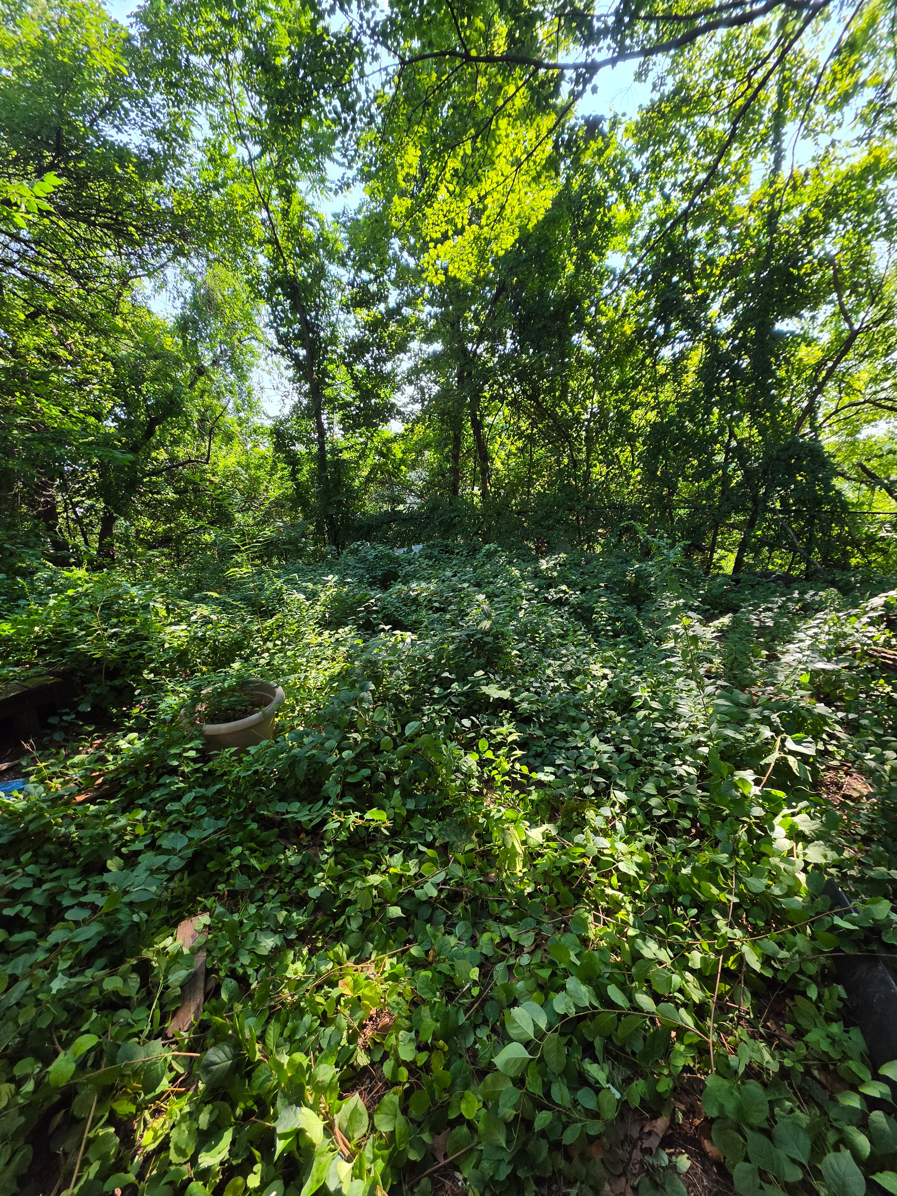 Before Back Yard Overgrowth